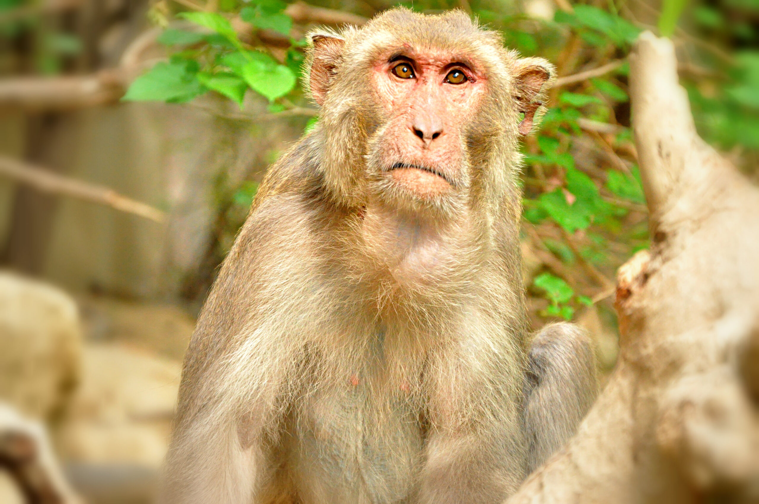 Monkeys Practicing Social Distancing Spotted In India TheHealthMania