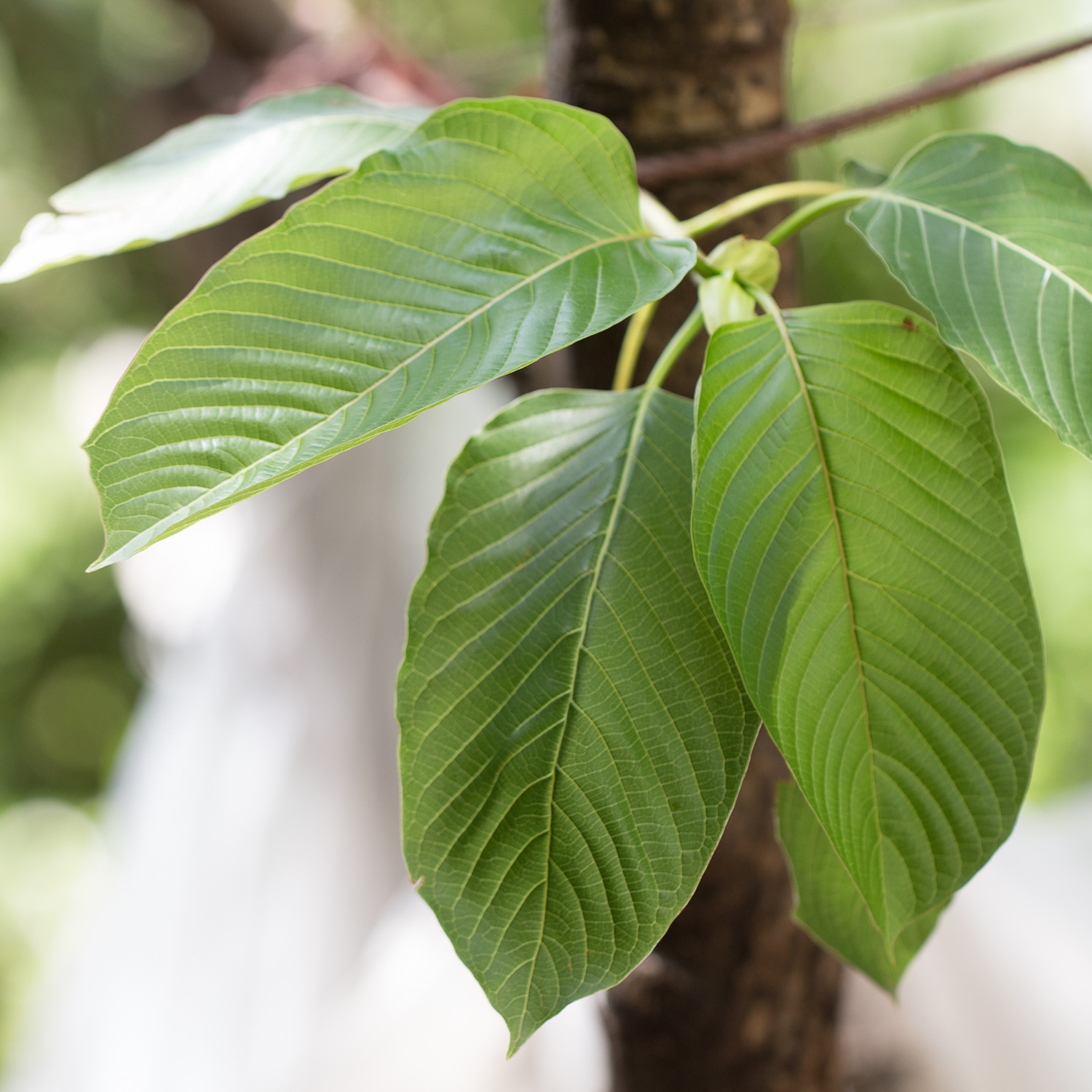In addition to this, the red vein kratom strains also regulate sleep and prevent from insomnia or sleep deprivation.