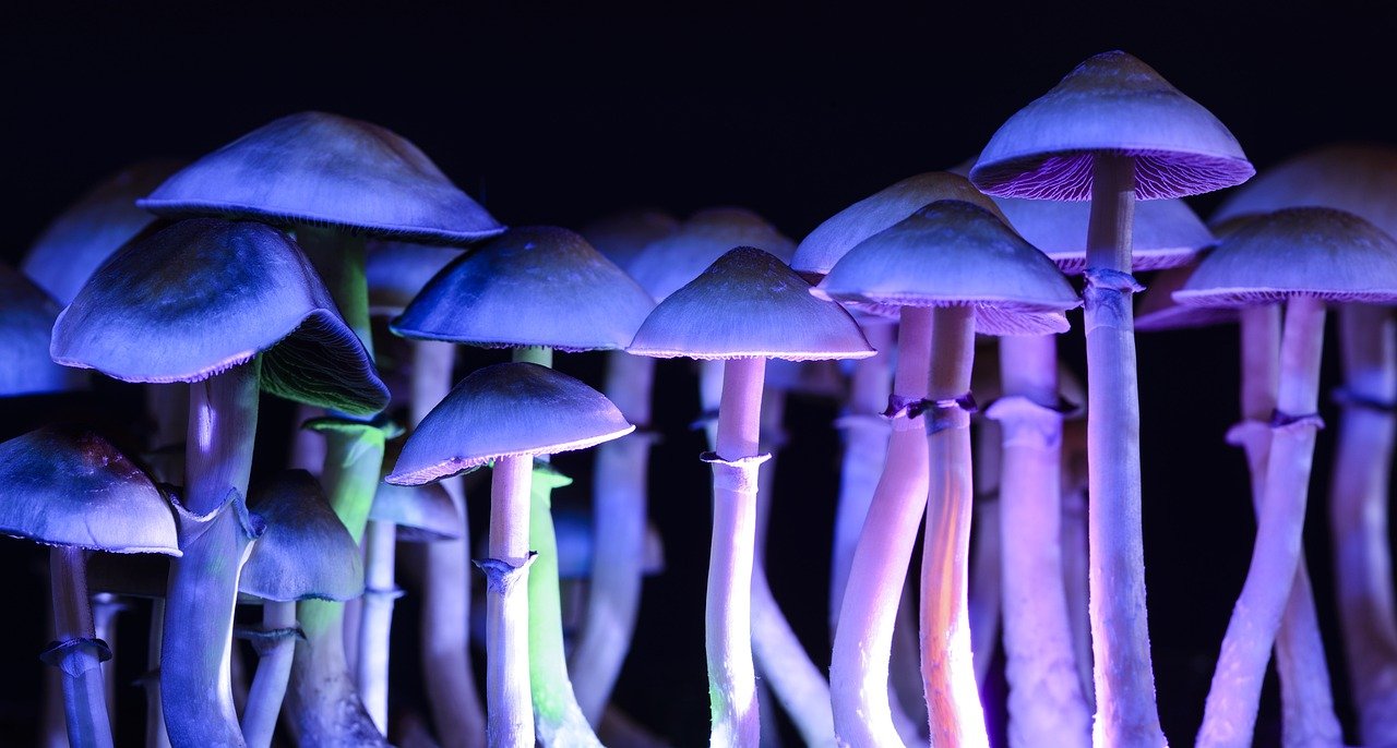 magic mushrooms legal