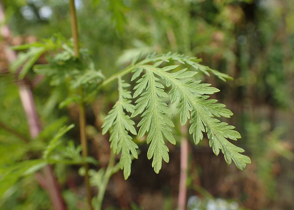common aromatic herb