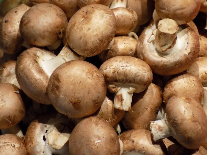 mushroom diet
